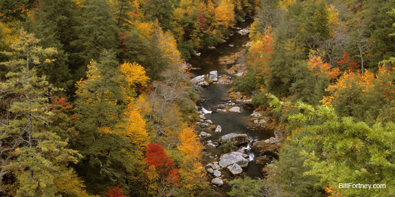Overhead view of a Smokies stream during the Fall leaf change.